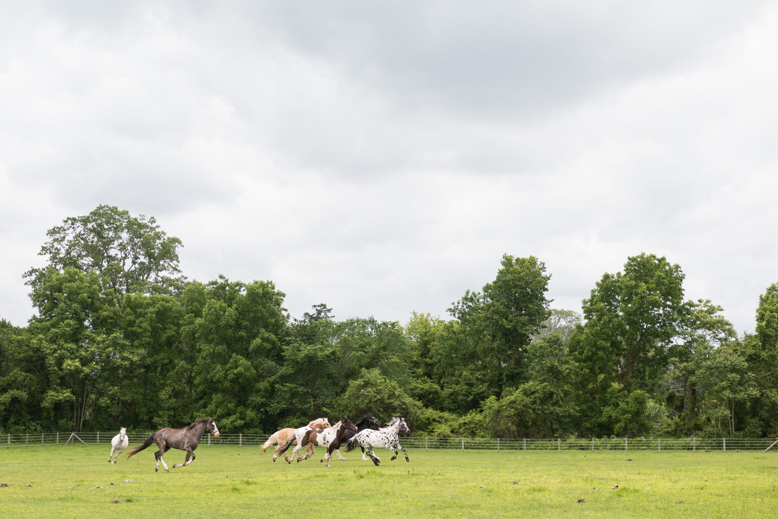 Bringing Your Horses Home 
