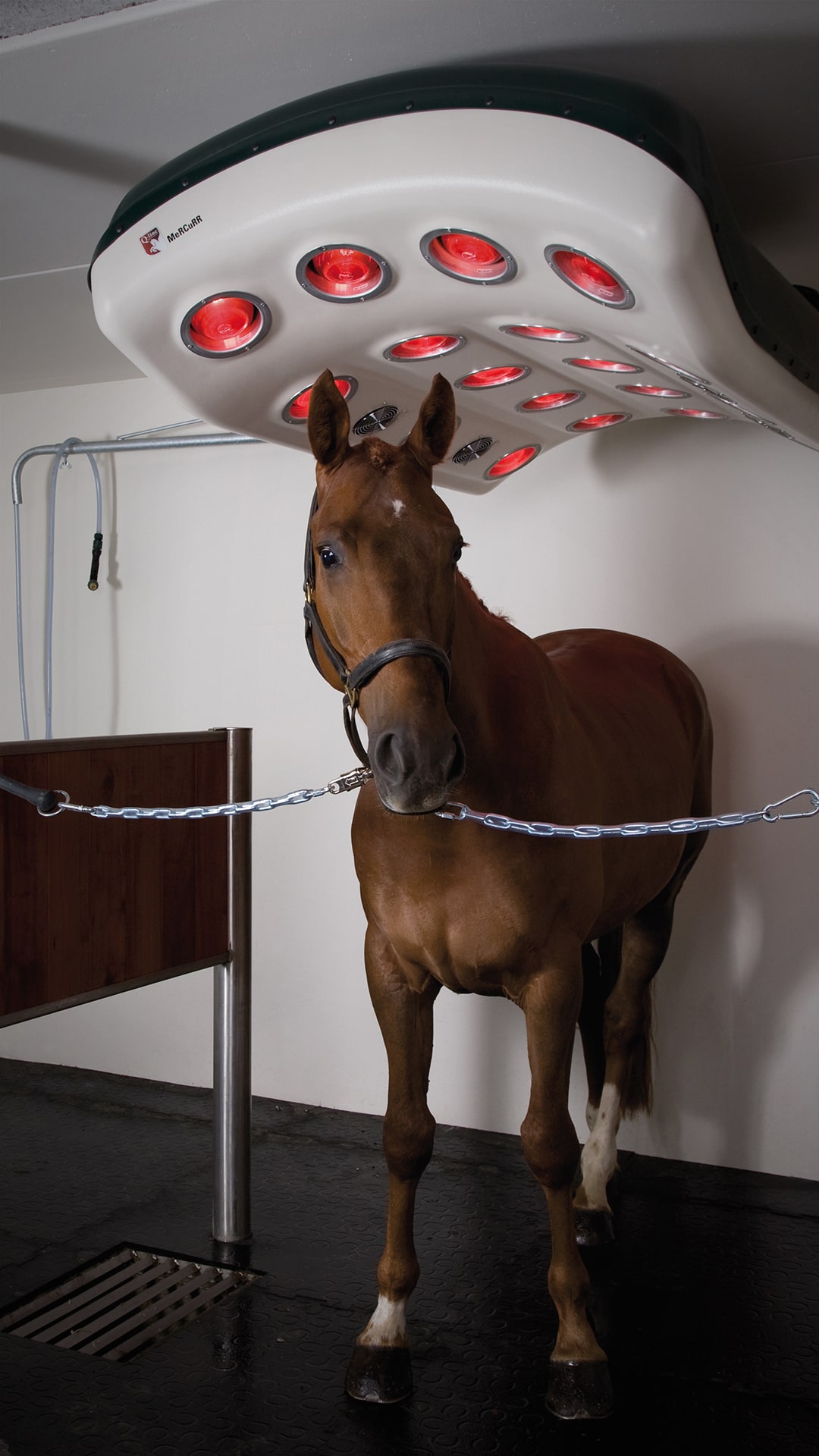Red Light Therapy for Horses