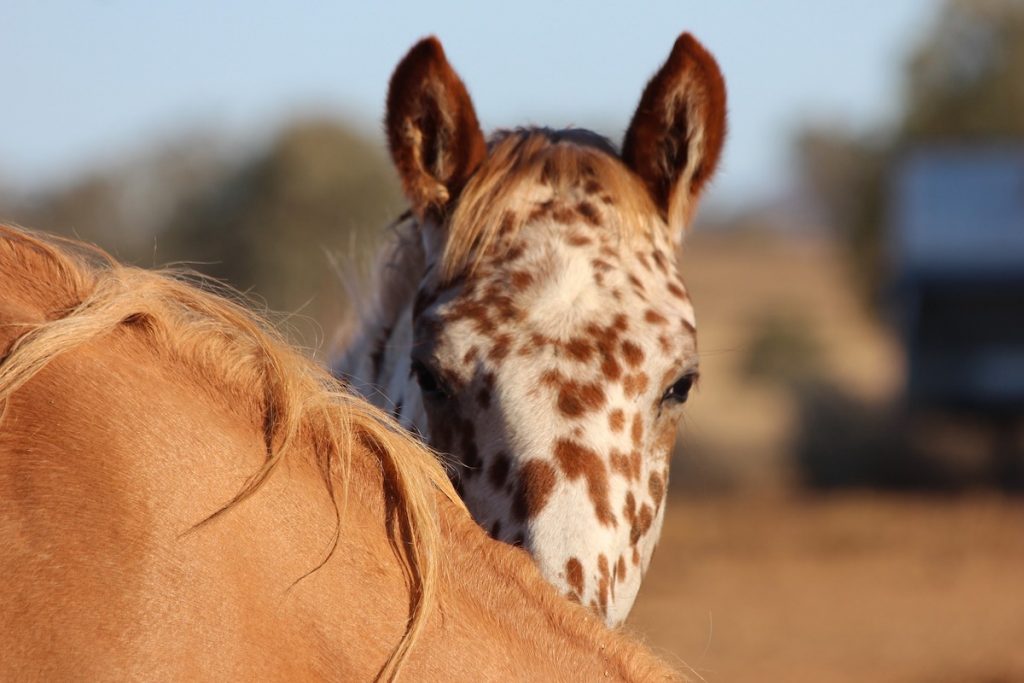 Appaloosa Horse