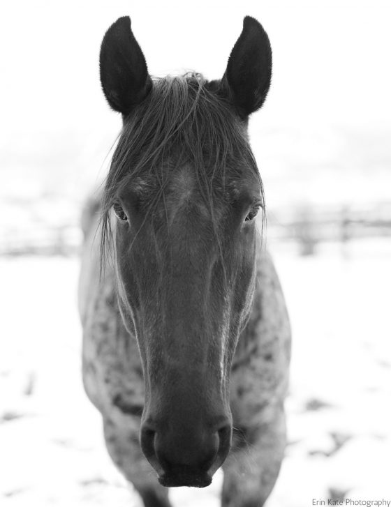 YourHorseFarm.com: An Equestrian Lifestyle Blog