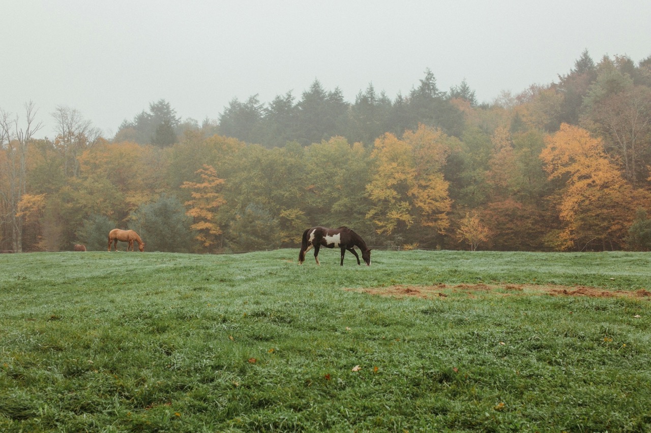 fall pasture horse