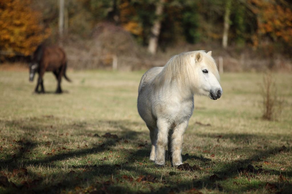 Miniature Horse