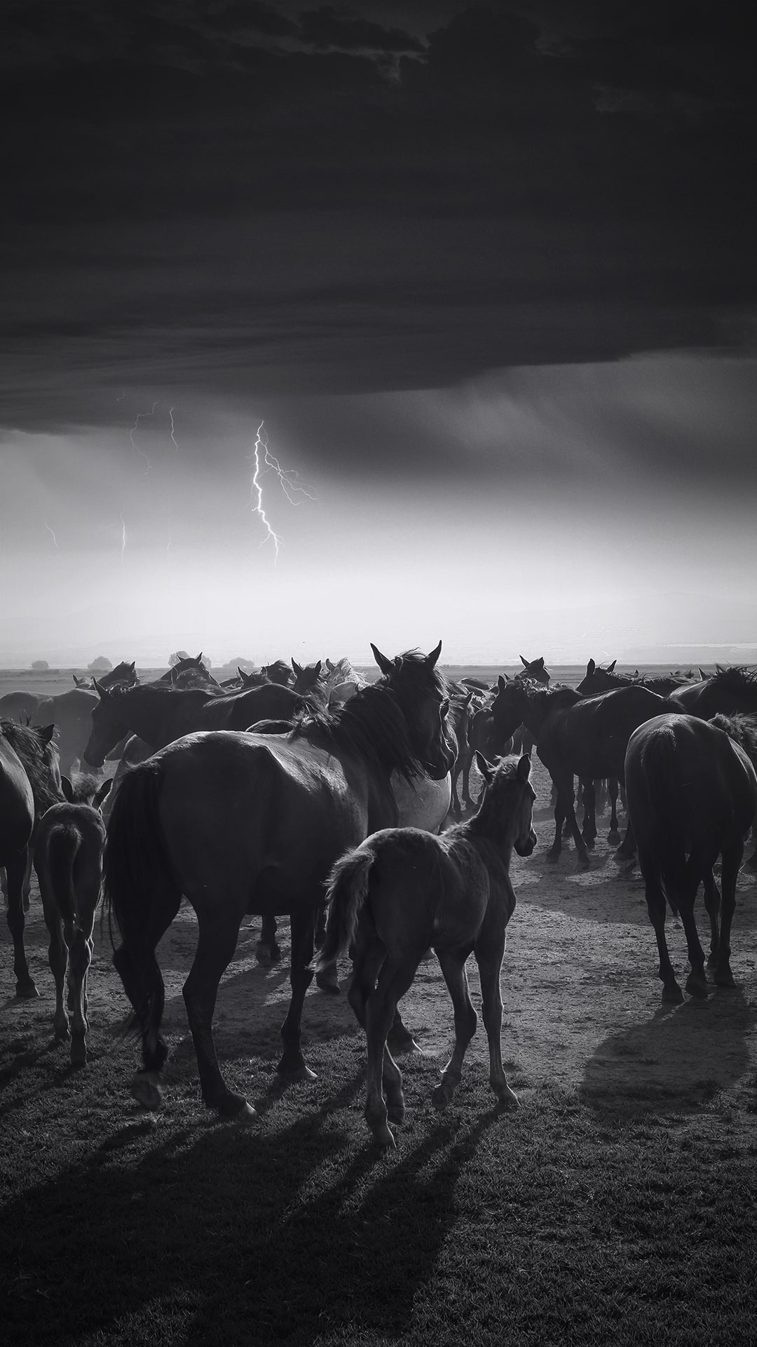 That Time My Mare Foaled During a Monsoon Storm
