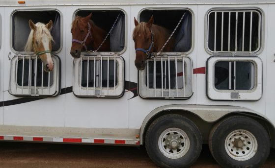 Horse in trailer