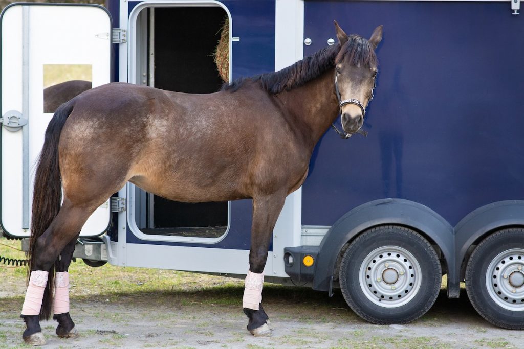 Horse by trailer
