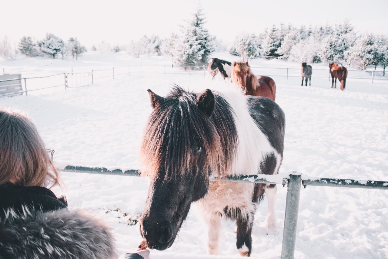 horses in snow