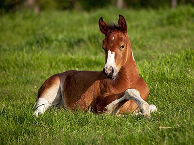 horse foal