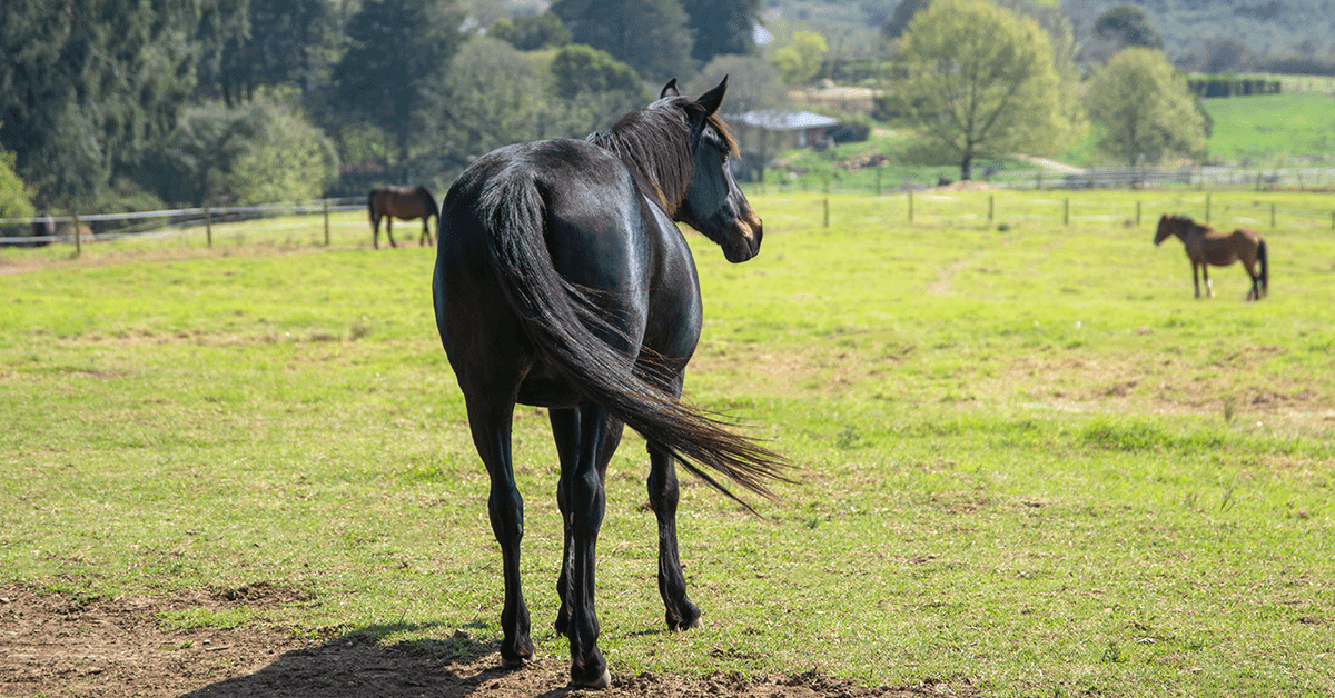 Stereotypical Behavior in Horses