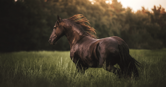 Stereotypical Behavior in Horses