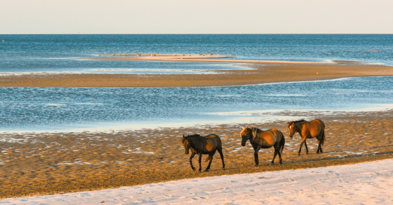 The Corolla Wild Horses