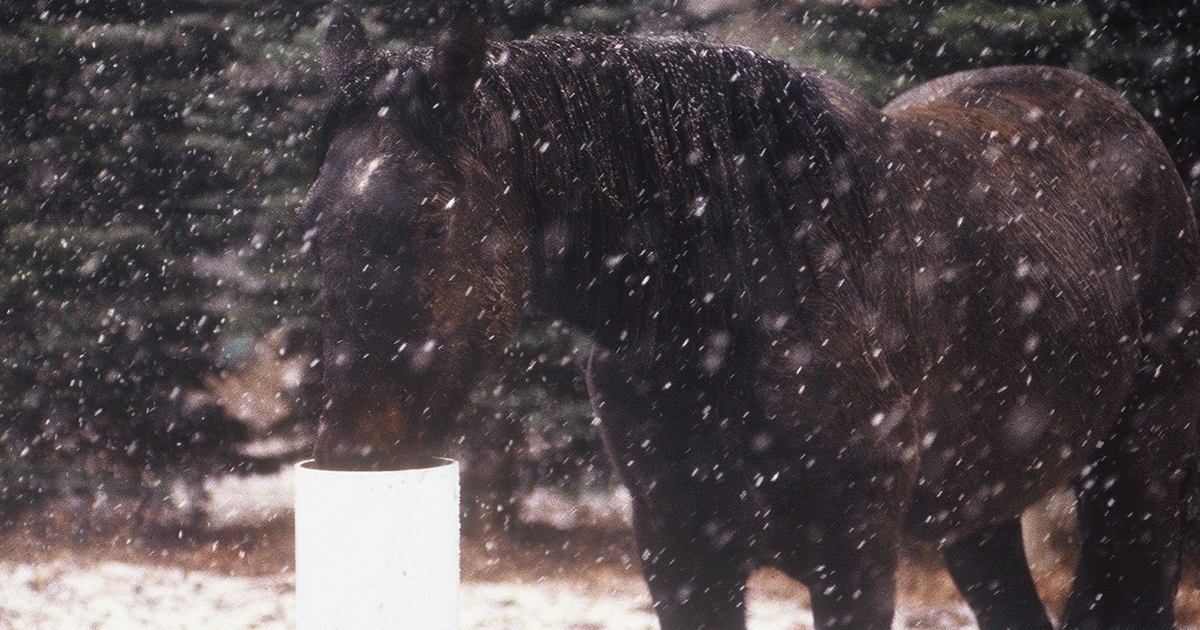 Non-electric Freshwater Source for Horses