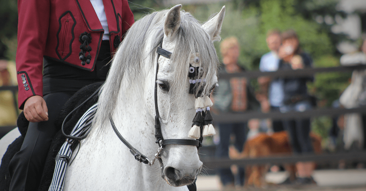 What is Working Equitation?