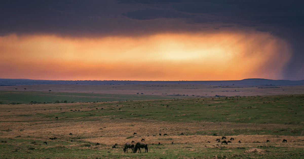 That Time My Mare Foaled During a Monsoon Storm