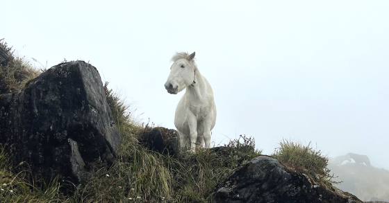 Fun Facts about Mules