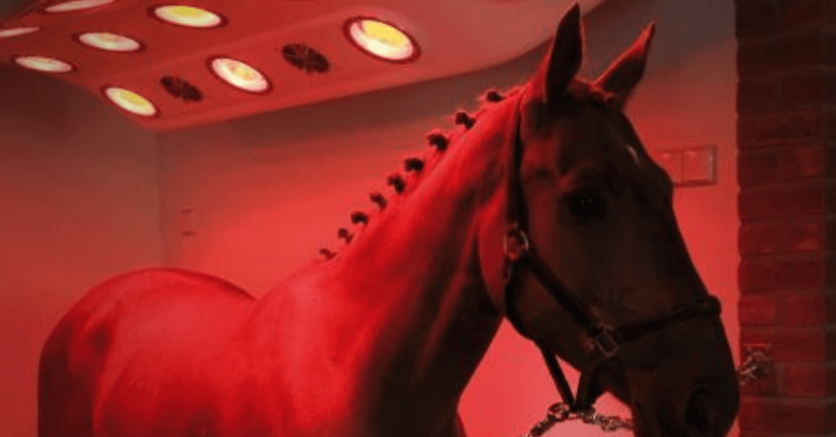 Red Light Therapy for Horses