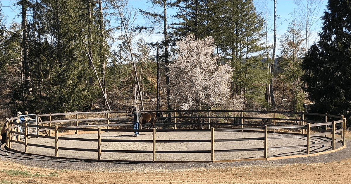 Round Pen: Halter-Breaking Tips