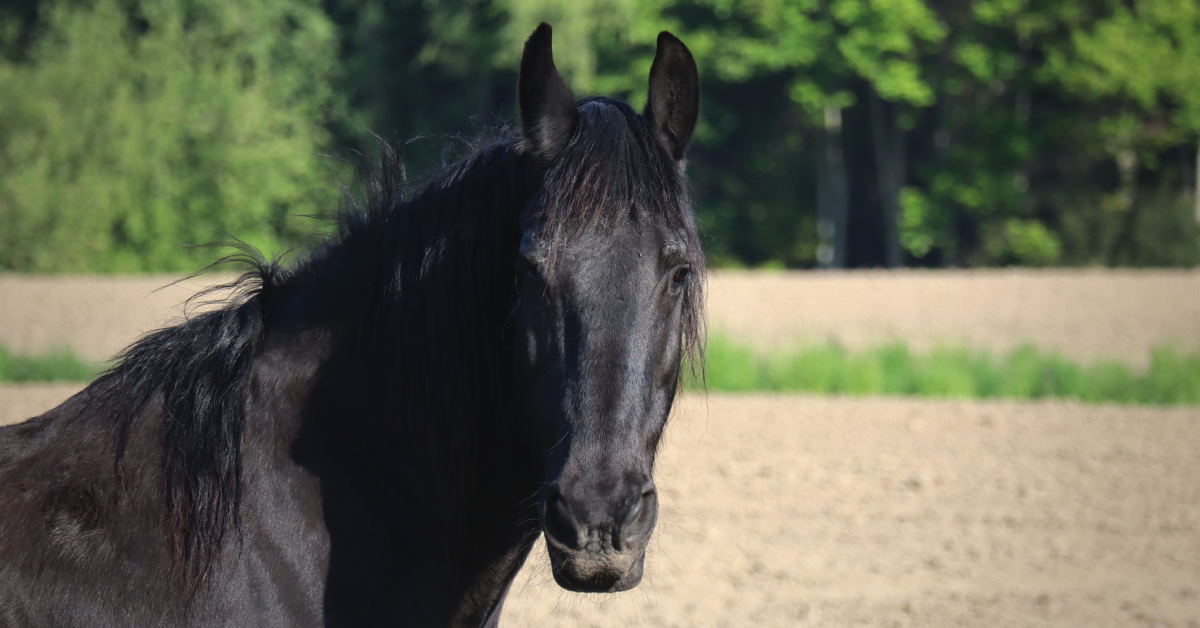 Summer Activities Your Horse Will Enjoy
