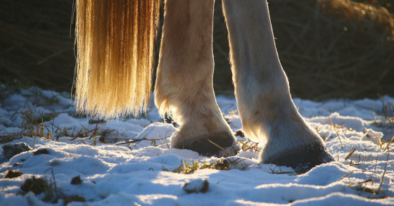 winter horse myths