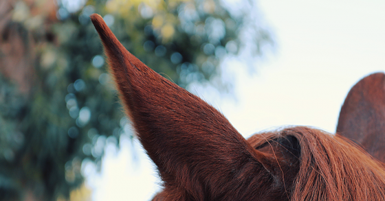 Understanding Horse Body Language