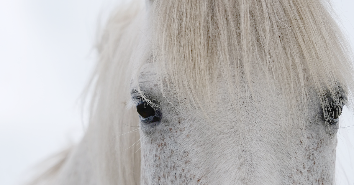 Understanding Horse Body Language