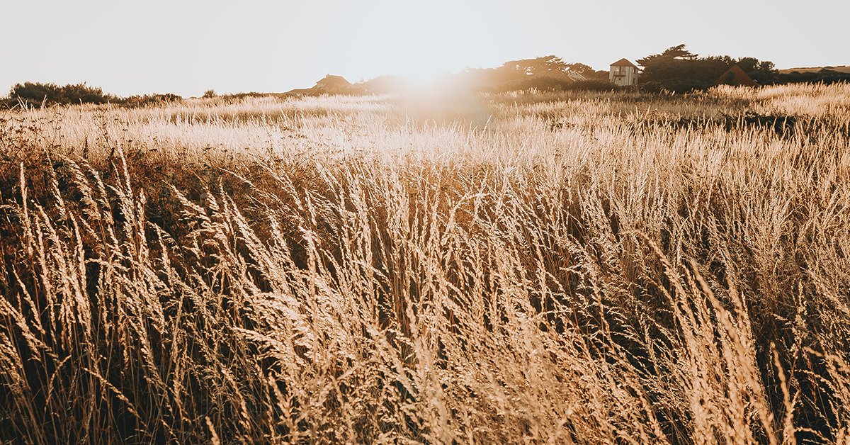 mash recipes for horses