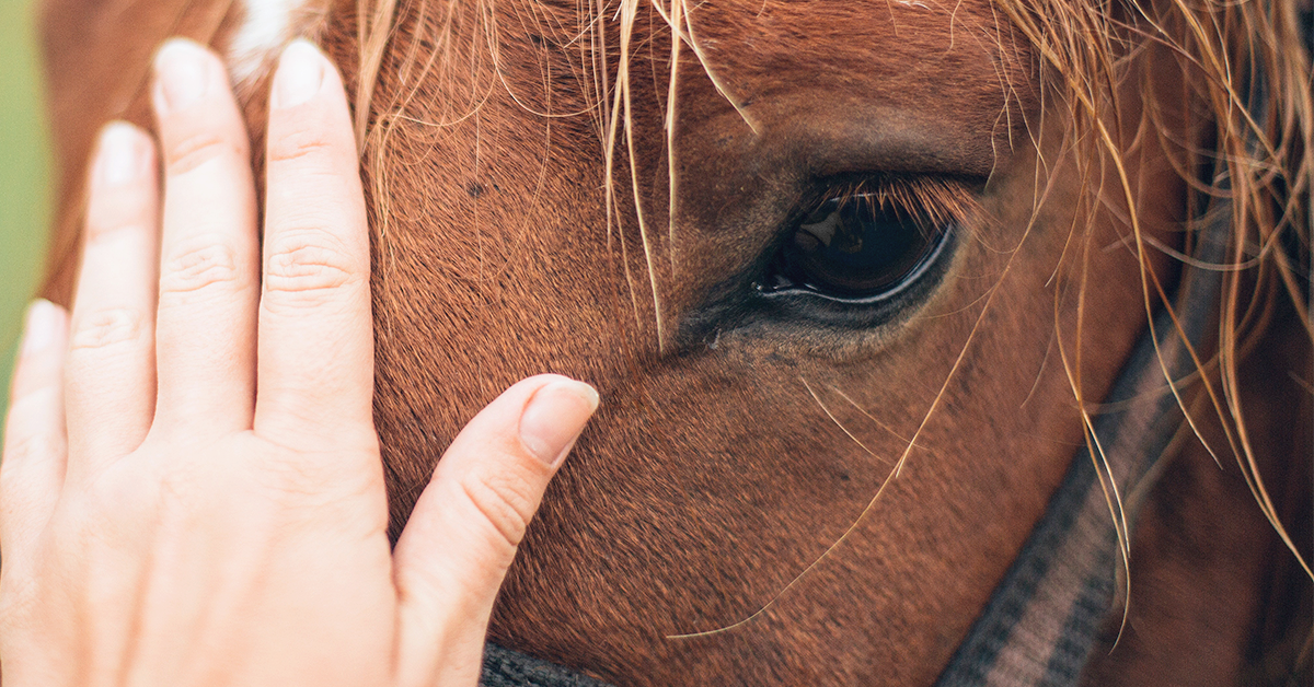 How to Give Your Horse a Massage