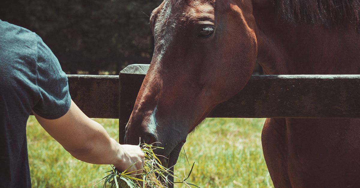 The Pros & Cons of Keeping Backyard Horses