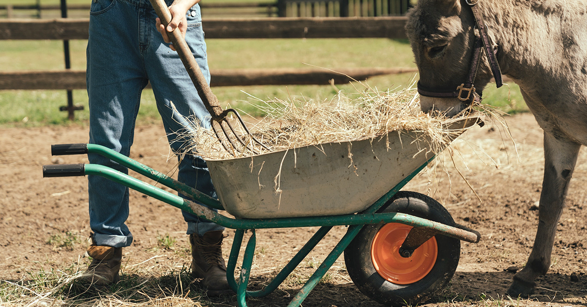 The Pros & Cons of Keeping Backyard Horses