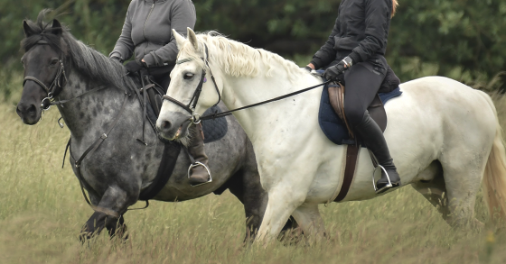 How to Celebrate St. Patrick’s Day at the Barn