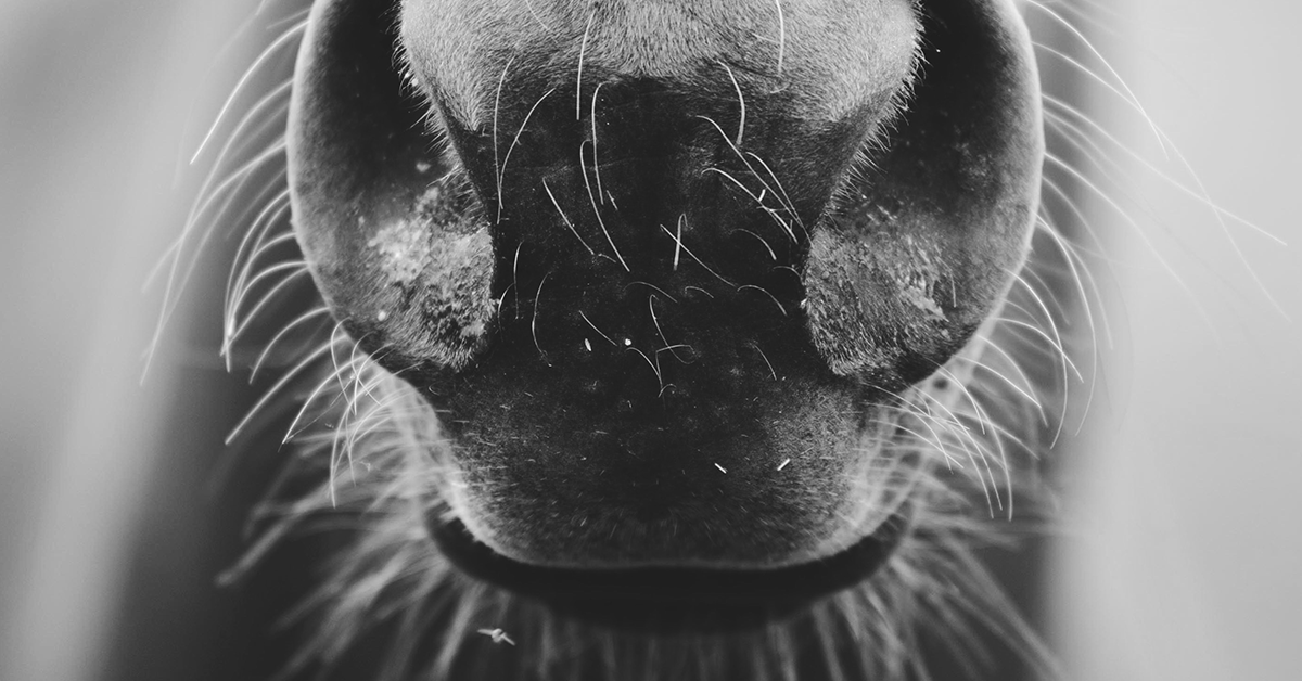 Bizarre Facts About Horses