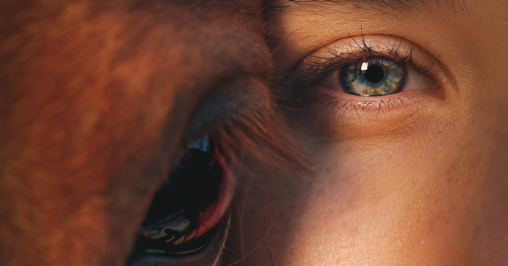 Connecting with Your Heart Horse