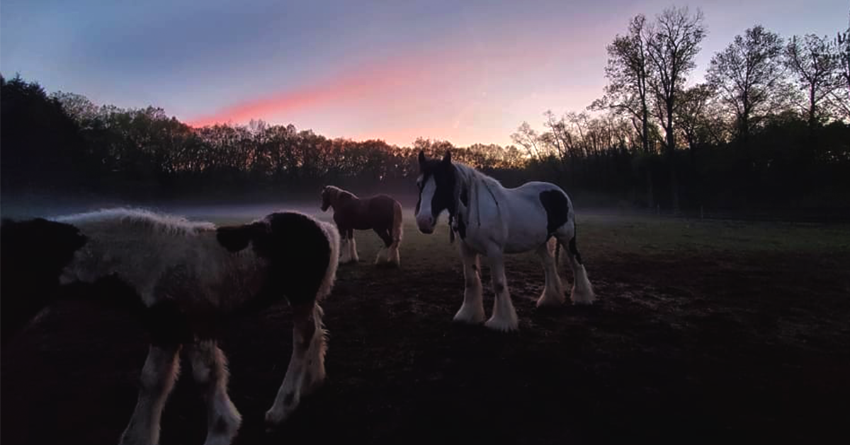 Gypsy Vanner