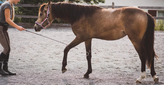 clicker training with horses