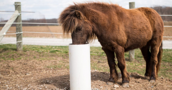 Tips to Keep Your Horse Hydrated During Cooler Weather